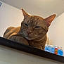 cat, ginger_cat, indoor, animal, pet, relaxed, ledg, fur, whiskers, ears, face, close_up, sleepy, domestic_cat, feline, resting, household, background, water_bottles, table
