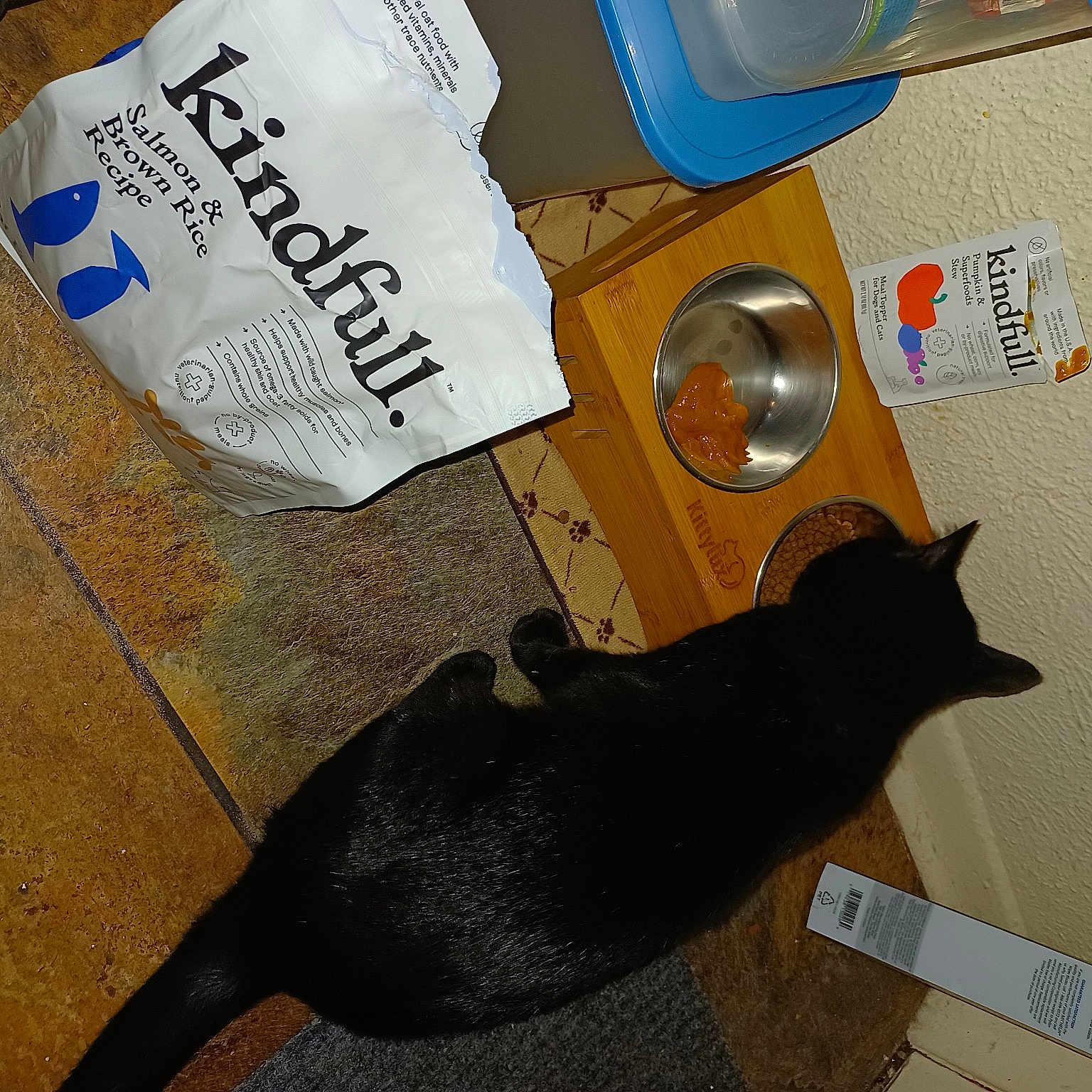 Jensen joined the competition — help win amazing prizes! black_cat, canidae, carnivore, cat, comfort, dog_breed, domestic_short_haired_cat, felidae, flooring, font, fur, paper, paper_product, small_to_medium_sized_cats, snout, sporting_group, tableware, tail, terrestrial_animal, whiskers