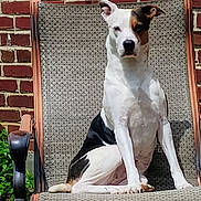 Spaz is registered to the contest to win money with this photo: dog, animal, pet, outdoor, chair, brick_wall, sunlight, sitting, black_and_white, canine, backyard, relaxing, nature, summer, portrait, furniture, domestic_animal, one_animal, daytime, leisure