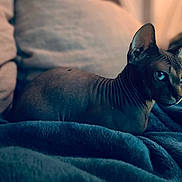 Paco participe au concours pour gagner de l'argent avec cette photo : sphynx_cat, cat, pet, animal, indoor, cozy, blanket, blue, furniture, pillow, furless, whiskers, ears, eyes, portrait, resting, domestic, cute, mammal, relaxing