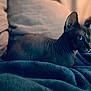 sphynx_cat, cat, pet, animal, indoor, cozy, blanket, blue, furniture, pillow, furless, whiskers, ears, eyes, portrait, resting, domestic, cute, mammal, relaxing