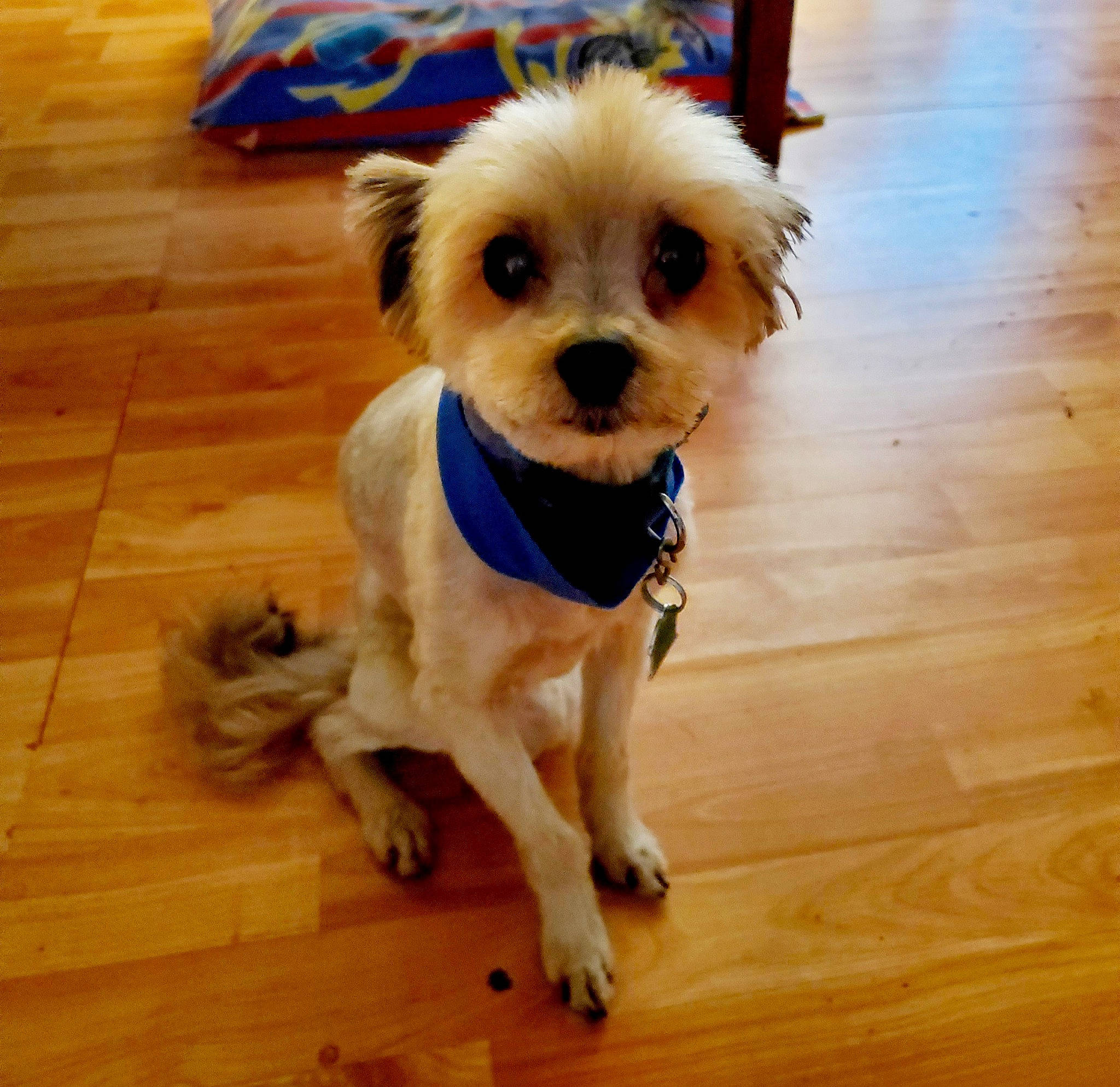 Harley joined the competition — help win amazing prizes! carnivore, collar, companion_dog, dog, dog_breed, dog_clothes, dog_collar, dog_supply, fawn, flooring, hardwood, laminate_flooring, leash, pet_supply, snout, toy_dog, varnish, wood, wood_stain, working_animal