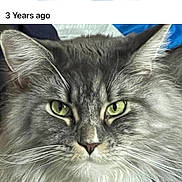 Sarabi joined the competition — help win amazing prizes! cat, gray_cat, fluffy, close_up, green_eyes, pet, feline, animal, portrait, whiskers, ears, fur, indoor, calm, looking_at_camera, face, cute, mammal, domestic_animal, long_hair