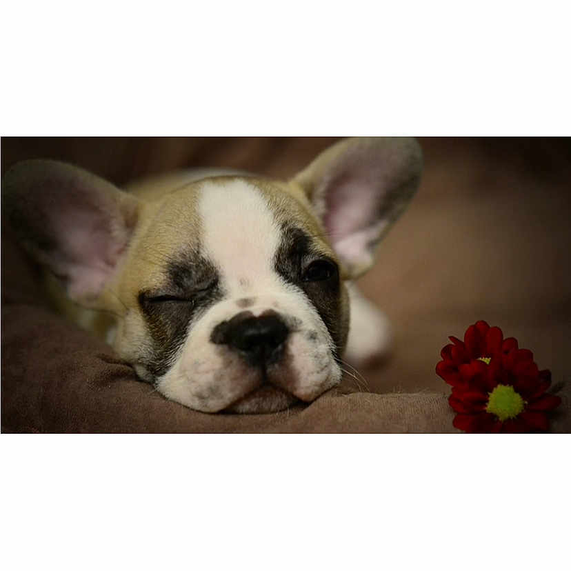 Jingha participe au concours pour gagner de l'argent avec cette photo : animal, brown_cushion, close_up, cozy, cute, dog, ears, face, flower, french_bulldog, indoors, pet, portrait, puppy, red_flower, resting, sleeping, snout, soft_lighting, winking