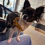 dog, chihuahua, small_dog, yellow_harness, leash, pet, indoor, close_up, big_eyes, alert, ears, paw, jeans, human_leg, seat, window, light_fixture, floor, cute, portrait