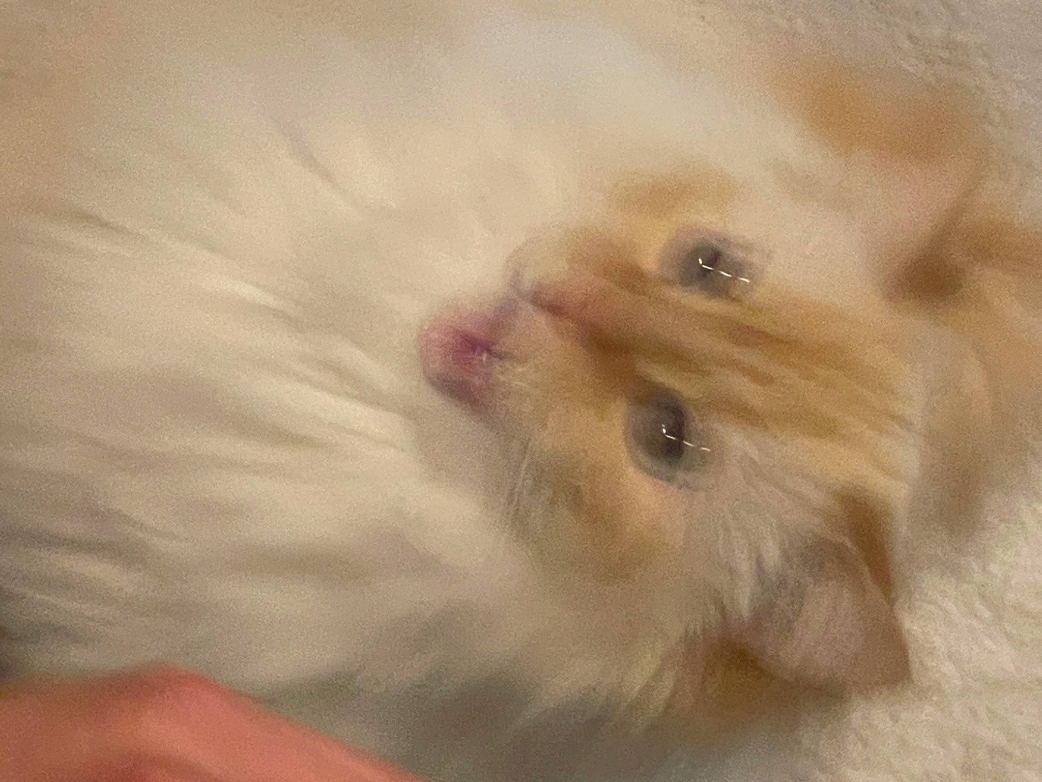 Mango is registered to the contest to win money with this photo: canidae, carnivore, companion_dog, dog, dog_breed, fawn, fur, non_sporting_group, paw, sporting_group, terrestrial_animal, whiskers, working_animal