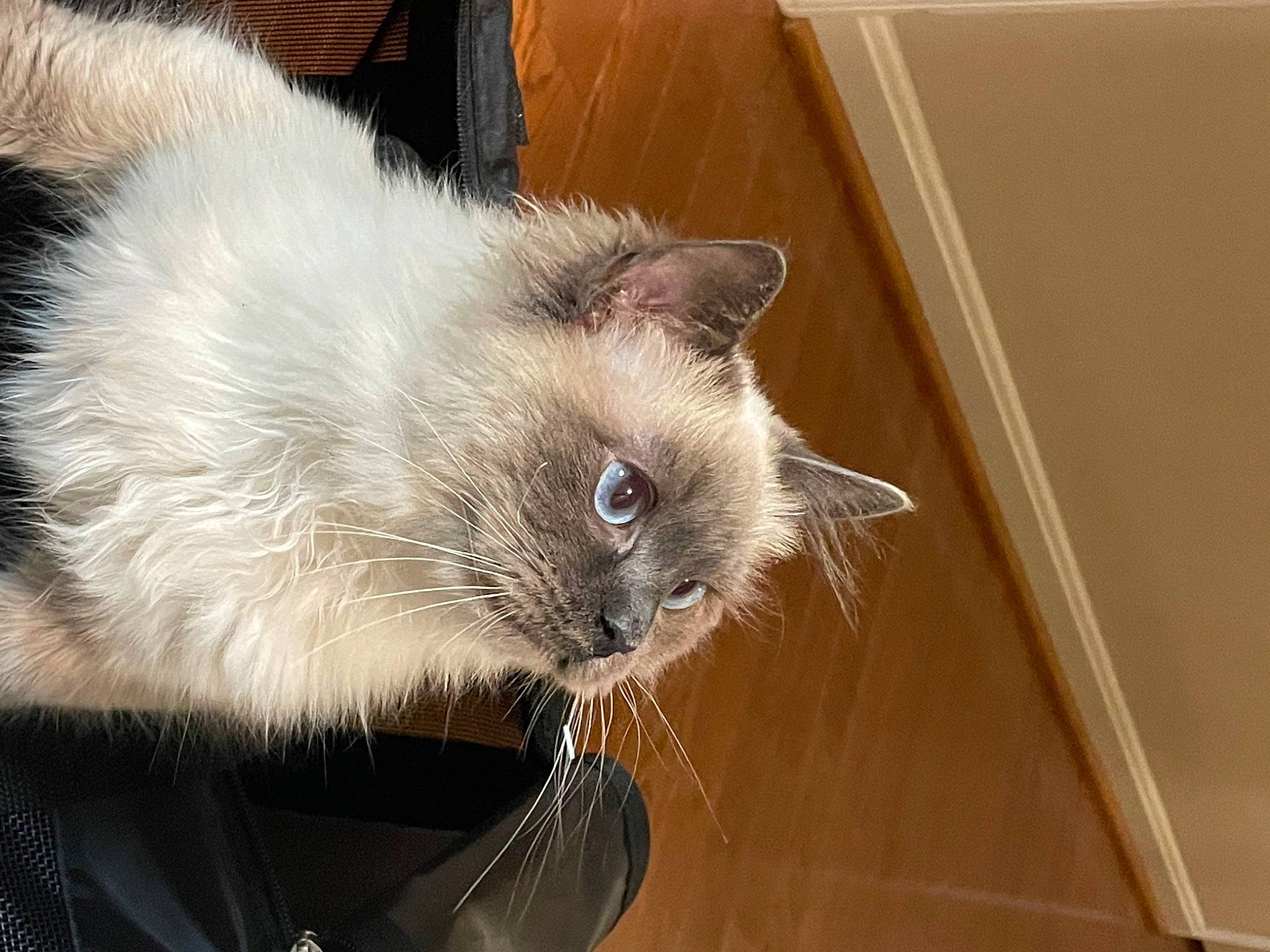 Cocoa is registered to the contest to win money with this photo: balinese, birman, carnivore, cat, domestic_short_haired_cat, fawn, felidae, fur, hardwood, paw, ragdoll, siamese, small_to_medium_sized_cats, snout, tail, thai, tonkinese, whiskers, window, wood