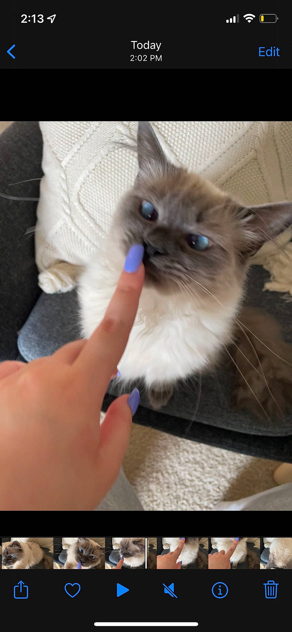Cocoa is registered to the contest to win money with this photo: balinese, birman, box, carnivore, cat, electric_blue, fawn, felidae, flooring, fur, gesture, nail, paw, ragdoll, siamese, small_to_medium_sized_cats, snout, tail, thai, whiskers