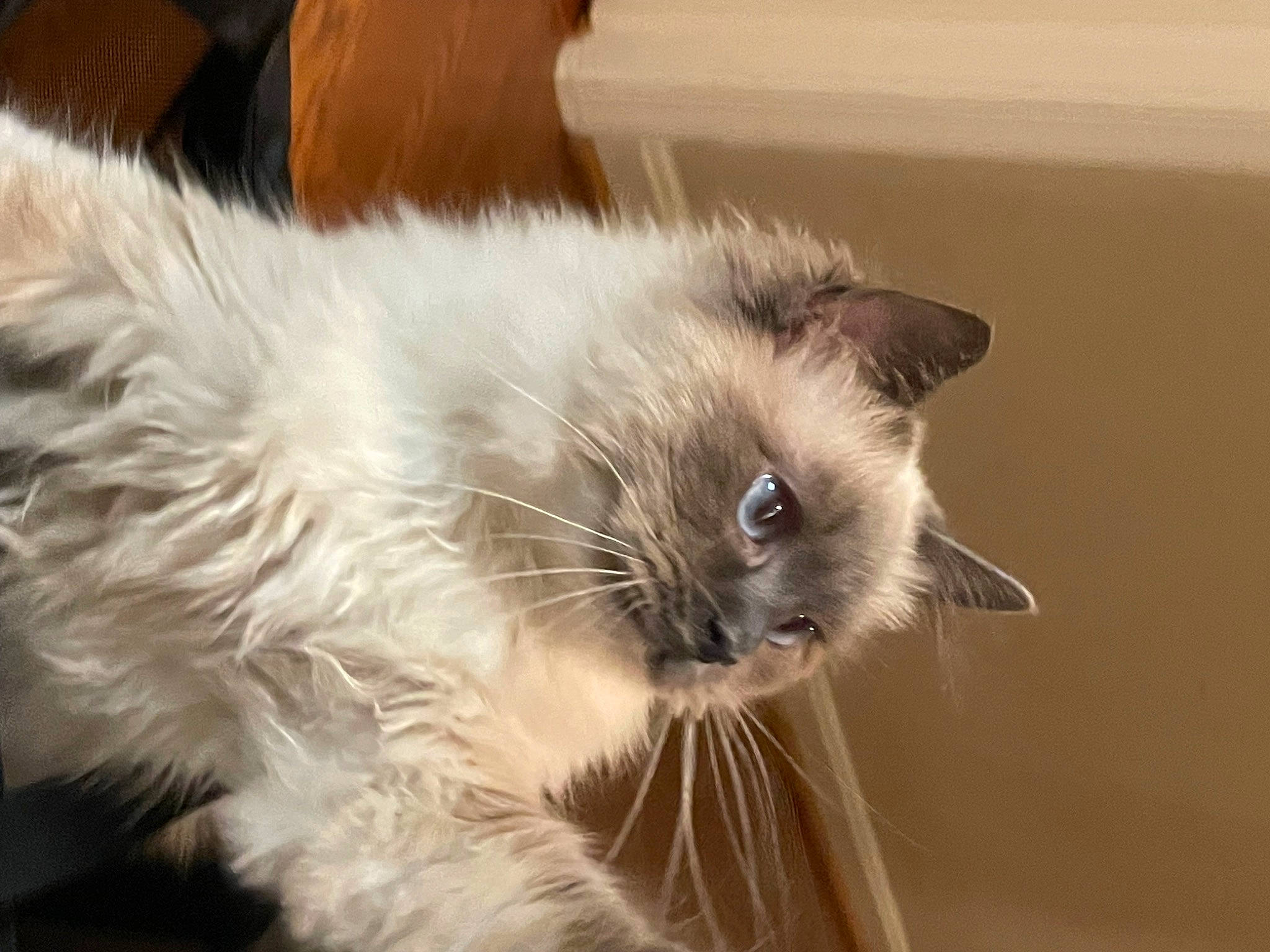 Cocoa is registered to the contest to win money with this photo: balinese, birman, carnivore, cat, claw, eye, fawn, felidae, fur, iris, paw, persian, ragdoll, siamese, small_to_medium_sized_cats, snout, tail, terrestrial_animal, thai, whiskers