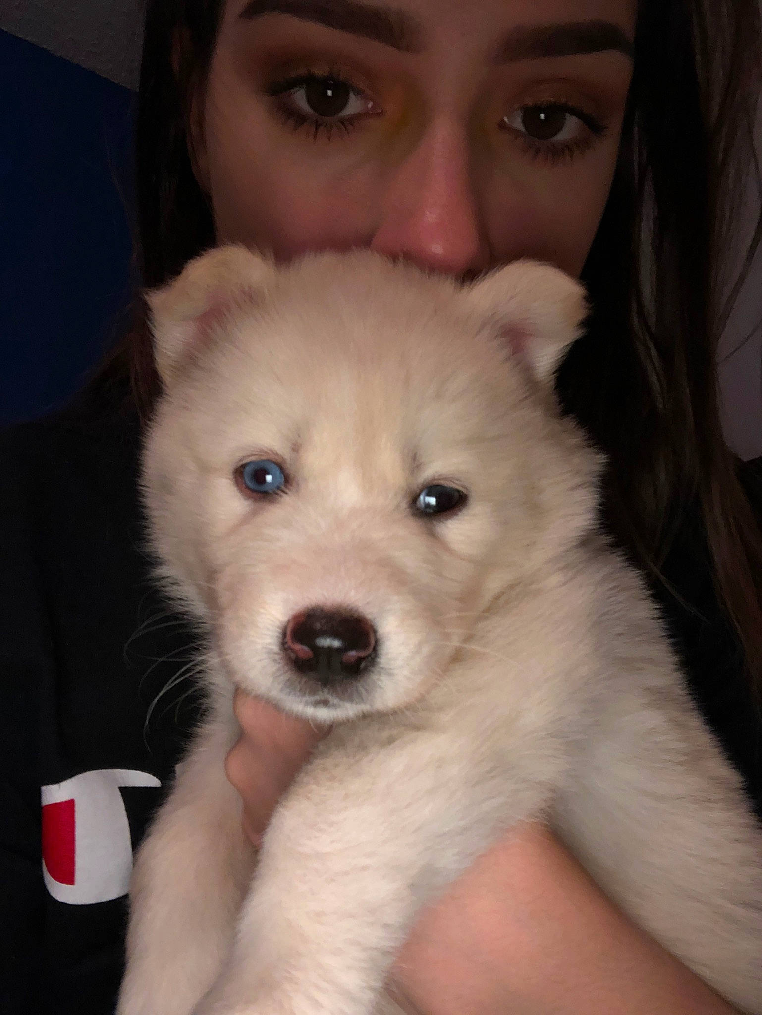 Riley joined the competition — help win amazing prizes! berger_blanc_suisse, canadian_eskimo_dog, canidae, carnivore, dog, dog_breed, eye, indian_spitz, iris, kintamani, kishu, korean_jindo_dog, mammal, nose, pungsan_dog, puppy, samoyed, siberian_husky, skin, vertebrate