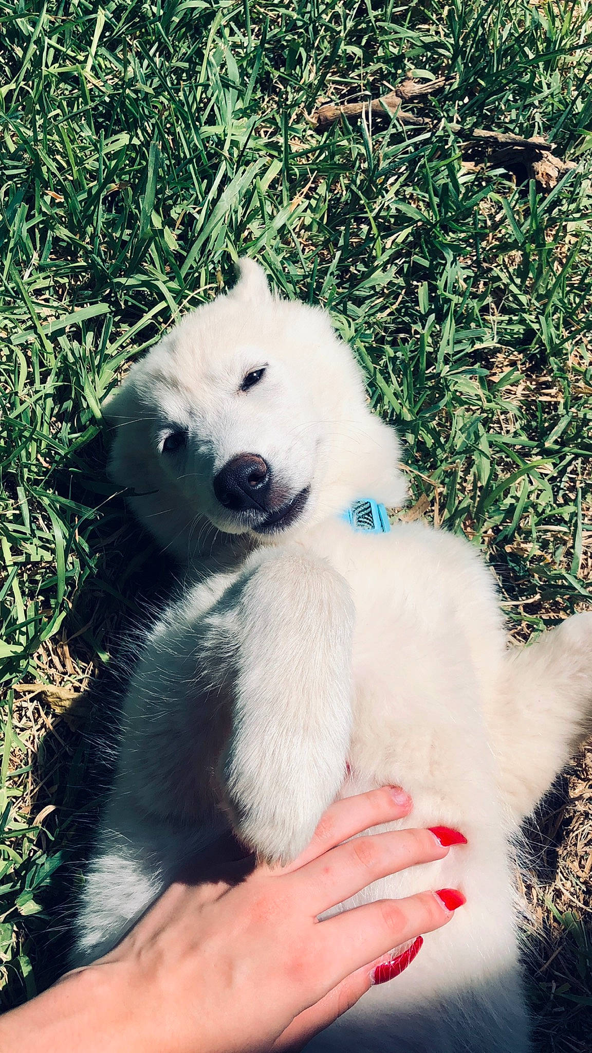 Riley joined the competition — help win amazing prizes! adaptation, bear, canidae, carnivore, companion_dog, dog, dog_breed, japanese_spitz, mammal, nose, samoyed, snout, vertebrate, volpino_italiano