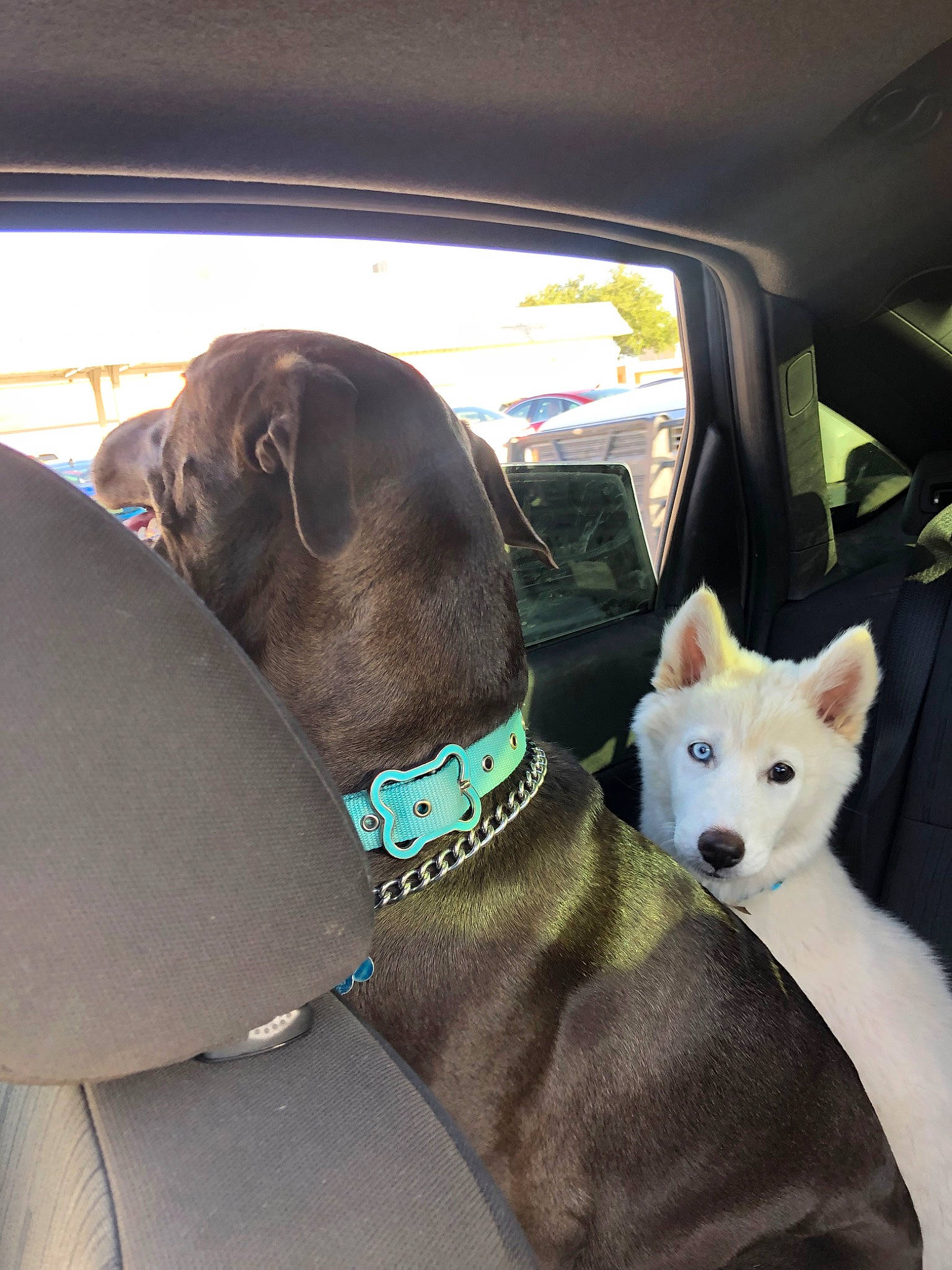 Riley is registered to the contest to win money with this photo: auto_part, canidae, car, car_seat, carnivore, companion_dog, dog, dog_breed, driving, guard_dog, non_sporting_group, seat_belt, snout, sporting_group, vehicle, vehicle_door