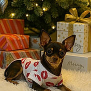 Fendi is registered to the contest to win money with this photo: dog, small_dog, chihuahua, christmas_tree, christmas_lights, gift_box, wrapped_presents, holiday, festive, white_rug, pet_clothing, indoor, cute, animal, fur, ears, paws, holiday_decor, celebration, cozy