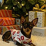 dog, small_dog, chihuahua, christmas_tree, christmas_lights, gift_box, wrapped_presents, holiday, festive, white_rug, pet_clothing, indoor, cute, animal, fur, ears, paws, holiday_decor, celebration, cozy