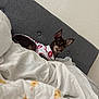 Fendi is registered to the contest to win money with this photo: dog, small_dog, bed, bedding, blanket, headboard, wall, shirt, pet_clothing, indoor, resting, brown_dog, white_bedding, floral_pattern, fabric, fur, ears, cute, animal, relaxed