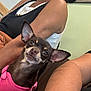 Fendi joined the competition — help win amazing prizes! dog, small_dog, pink_harness, indoor, people, arm, ear, brown_dog, pet, casual_clothing, closeup, curious, sitting, companion, portrait, friendly, domestic_animal, looking_at_camera, human_arm, leisure
