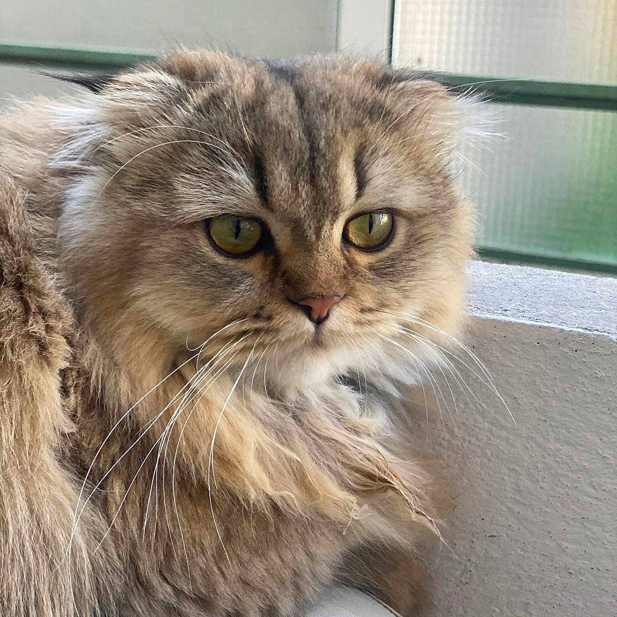 Doka participe au concours pour gagner de l'argent avec cette photo : abyssinian, angora, animal, cat, indoors, kitten, manx, person, pet, sleeping, snout, window, windowsill