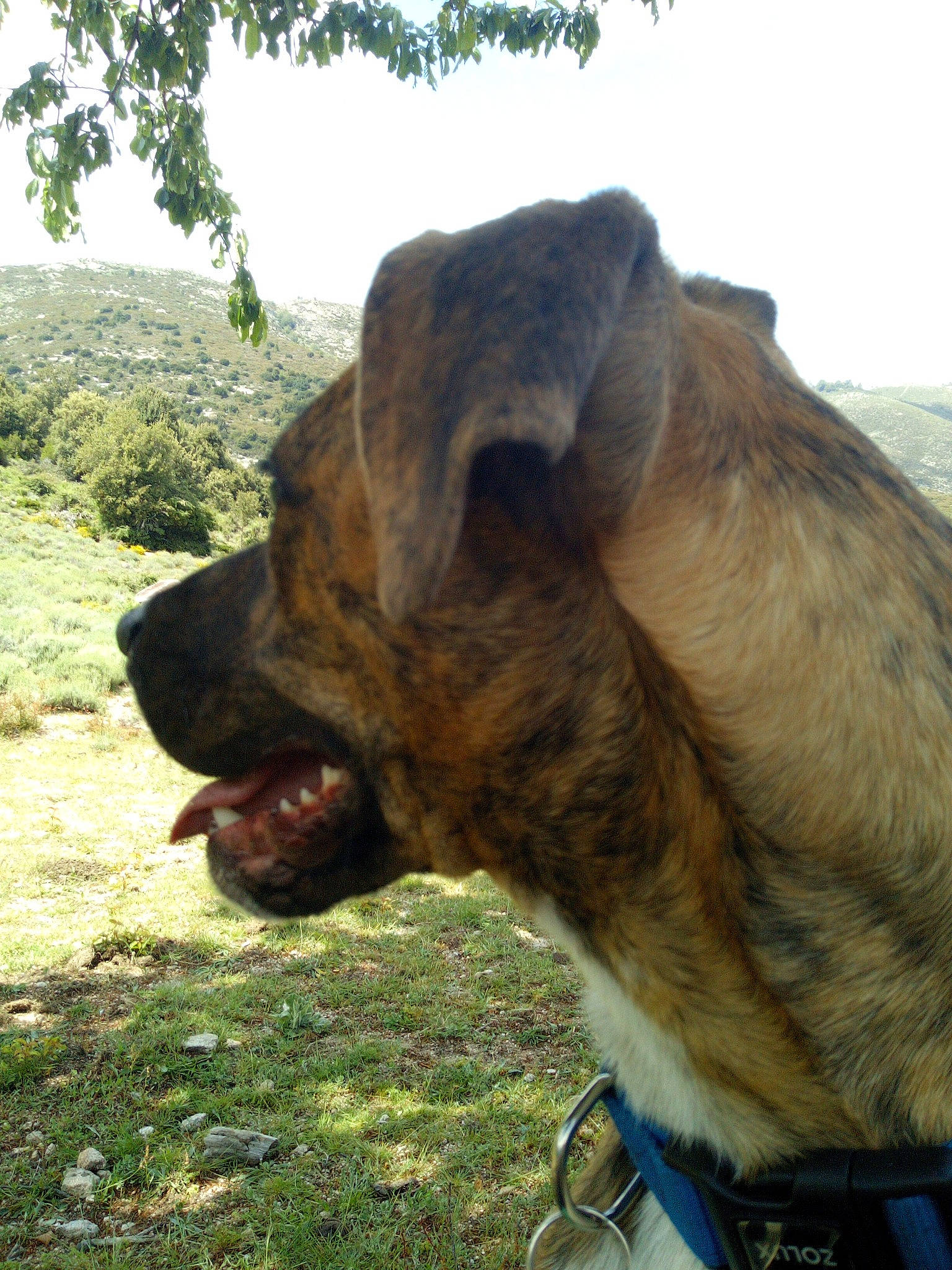 Kyrn participe au concours pour gagner de l'argent avec cette photo : canidae, carnivore, collar, companion_dog, dog, dog_breed, dog_collar, fawn, fur, grass, landscape, liver, plant, sky, snout, sporting_group, terrestrial_animal, tree, working_animal, wrinkle