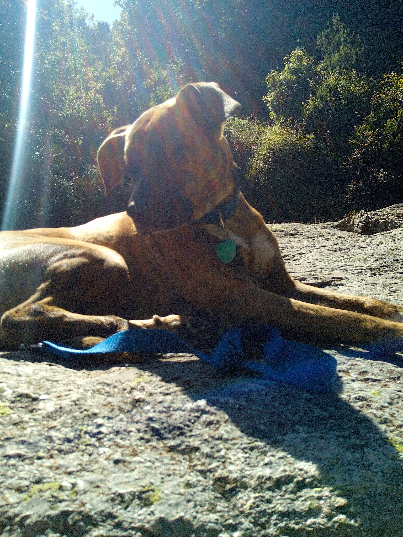 Kyrn a rejoint le concours — aidez-le/la à gagner de superbes lots ! canidae, carnivore, dog, dog_breed, fawn, grass, human_leg, landscape, plant, shadow, soil, sporting_group, sunlight, tail, terrestrial_animal, tints_and_shades, tree, wildlife, wood, working_animal