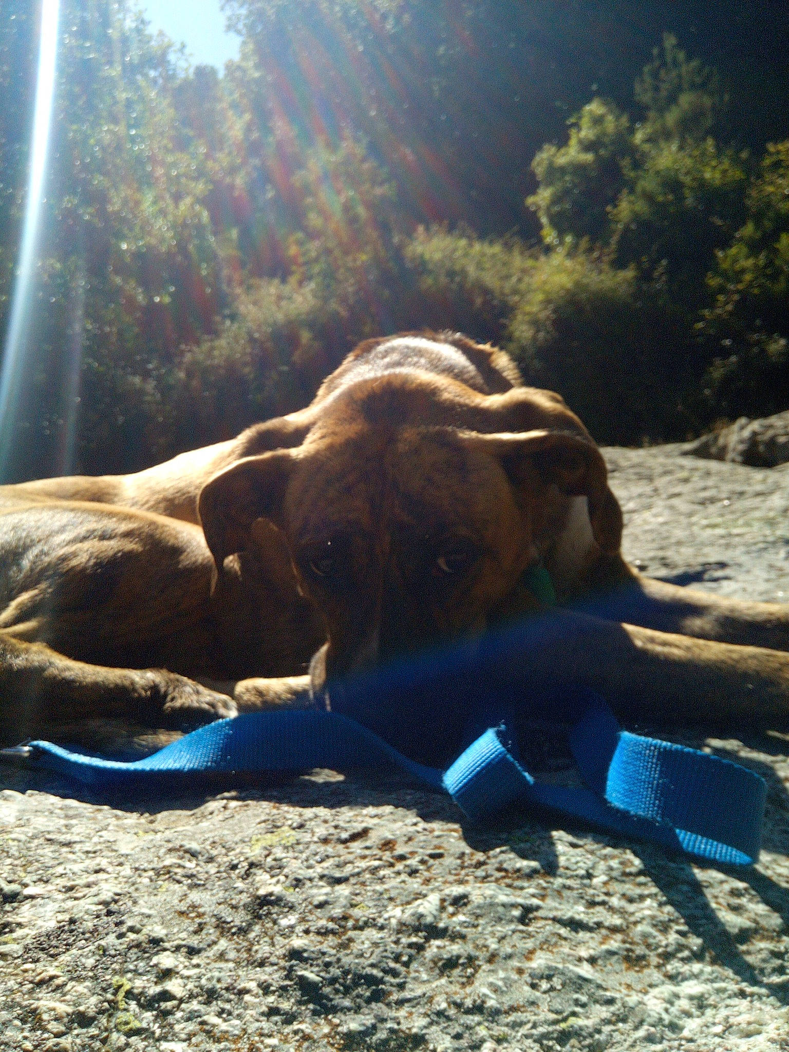 Kyrn a rejoint le concours — aidez-le/la à gagner de superbes lots ! camel, carnivore, elephant, fawn, grass, human_leg, indian_elephant, landscape, leisure, mammal, people_in_nature, plant, recreation, sand, snout, terrestrial_animal, tree, vertebrate, wood, working_animal