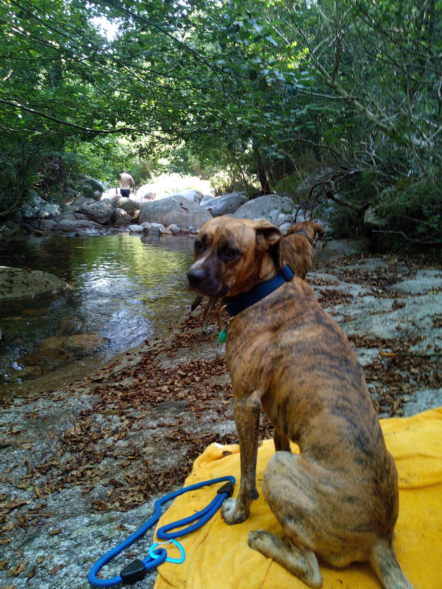 Kyrn a rejoint le concours — aidez-le/la à gagner de superbes lots ! adventure, canidae, carnivore, collar, dog, dog_breed, dog_collar, fawn, lake, leash, liver, plant, recreation, snout, sporting_group, stream, tail, tree, water, working_animal