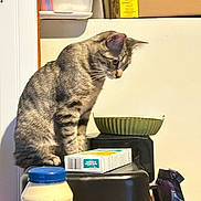 Oliver is registered to the contest to win money with this photo: bowl, box, cat, clutter, container, countertop, curious, domestic_animal, feline, food, household, indoor, jar, kitchen, looking_down, mayonnaise, pet, stacked_items, tabby_cat, tabby_pattern