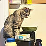 bowl, box, cat, clutter, container, countertop, curious, domestic_animal, feline, food, household, indoor, jar, kitchen, looking_down, mayonnaise, pet, stacked_items, tabby_cat, tabby_pattern
