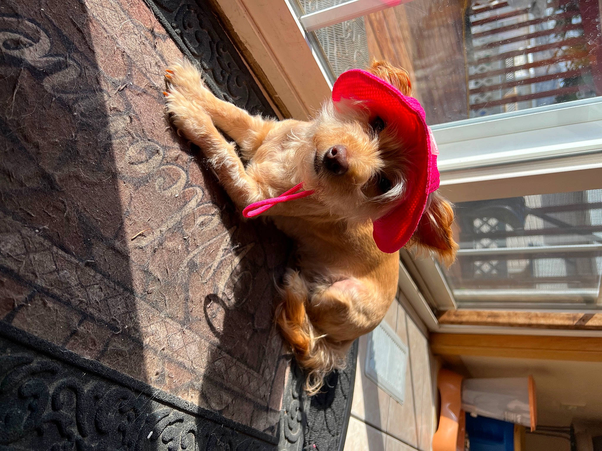 Foxy is registered to the contest to win money with this photo: canidae, carnivore, collar, companion_dog, dog, dog_breed, dog_collar, dog_supply, fawn, fur, leash, pet_supply, pink, snout, sporting_group, sunglasses, toy_dog, window, wood, working_animal