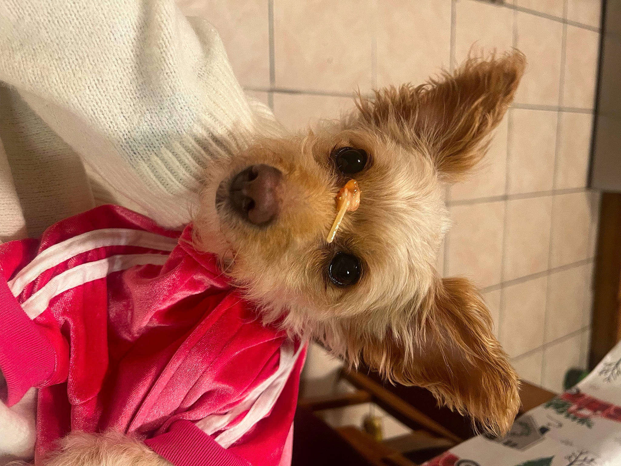 Foxy joined the competition — help win amazing prizes! canidae, carnivore, collar, companion_dog, corgi_chihuahua, dog, dog_breed, dog_clothes, dog_supply, fawn, fur, non_sporting_group, pet_supply, small_terrier, snout, sporting_group, terrier, toy_dog, whiskers, working_animal