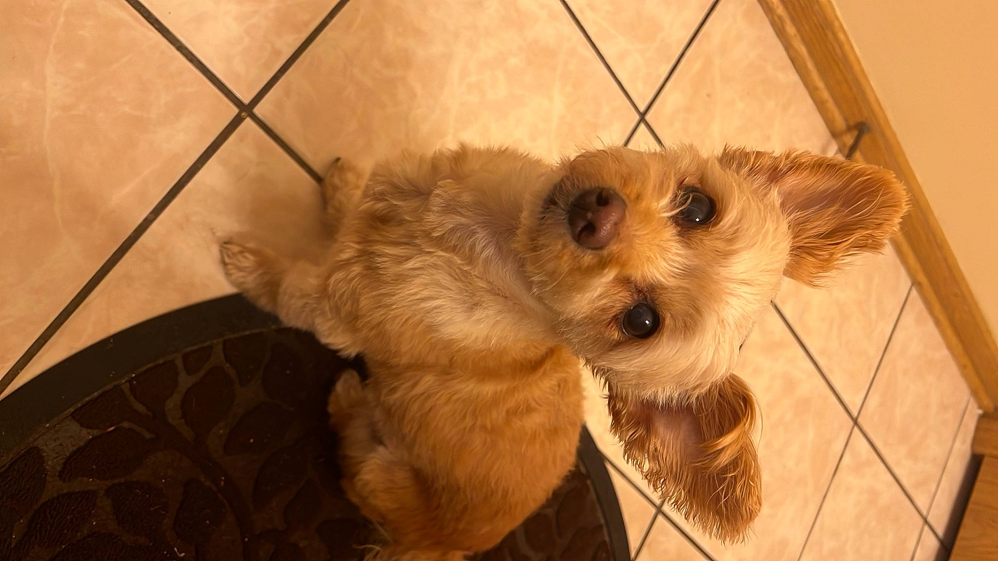 Foxy is registered to the contest to win money with this photo: canidae, carnivore, companion_dog, dog, dog_breed, dog_supply, fawn, flooring, fur, pet_supply, small_terrier, snout, sporting_group, terrestrial_animal, tile_flooring, toy_dog, wood, working_animal