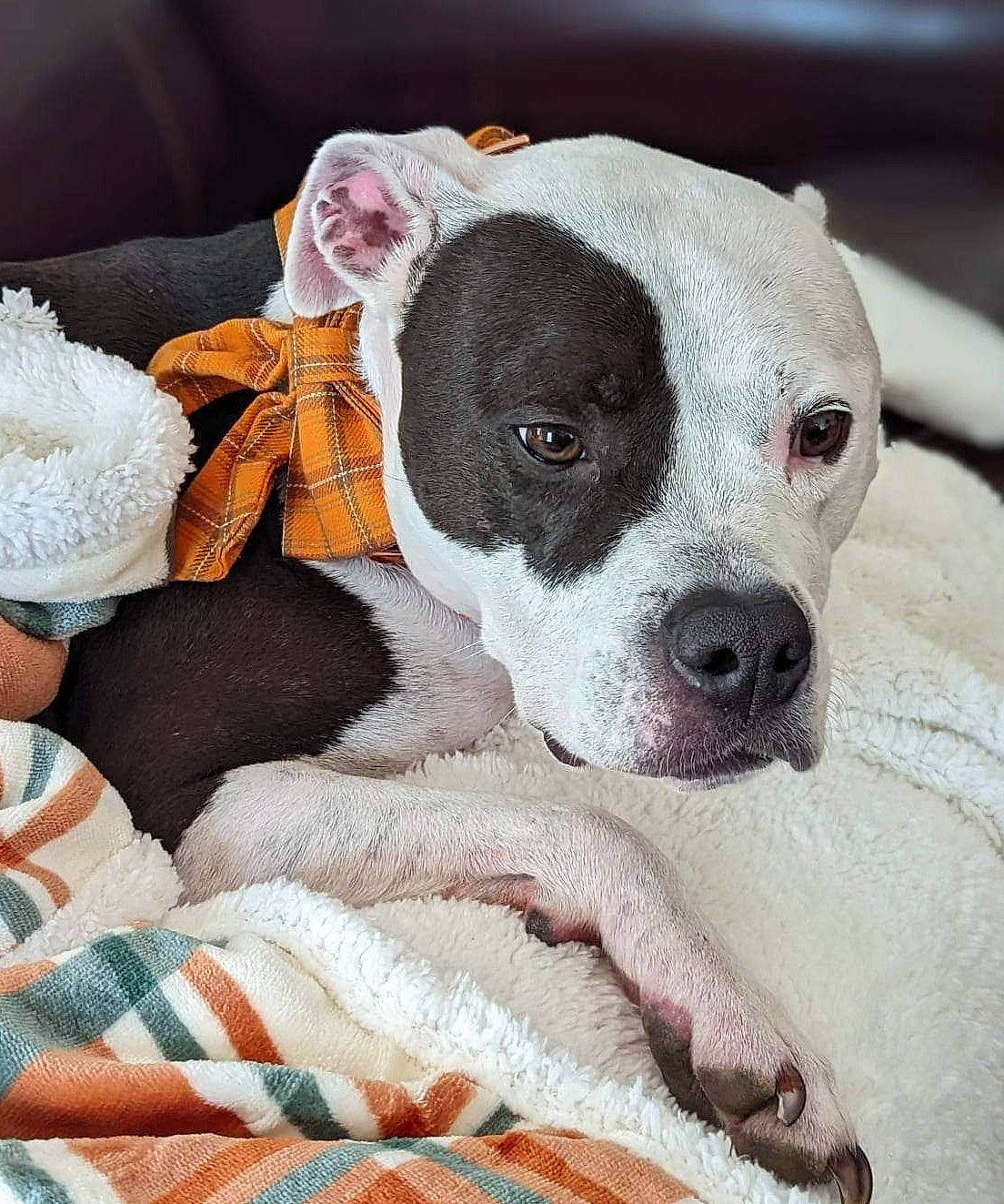 Missy joined the competition — help win amazing prizes! canidae, carnivore, collar, comfort, companion_dog, dog, dog_breed, dog_collar, dog_supply, fawn, fur, linens, pattern, paw, puppy_love, snout, sporting_group, toy_dog, whiskers, working_animal