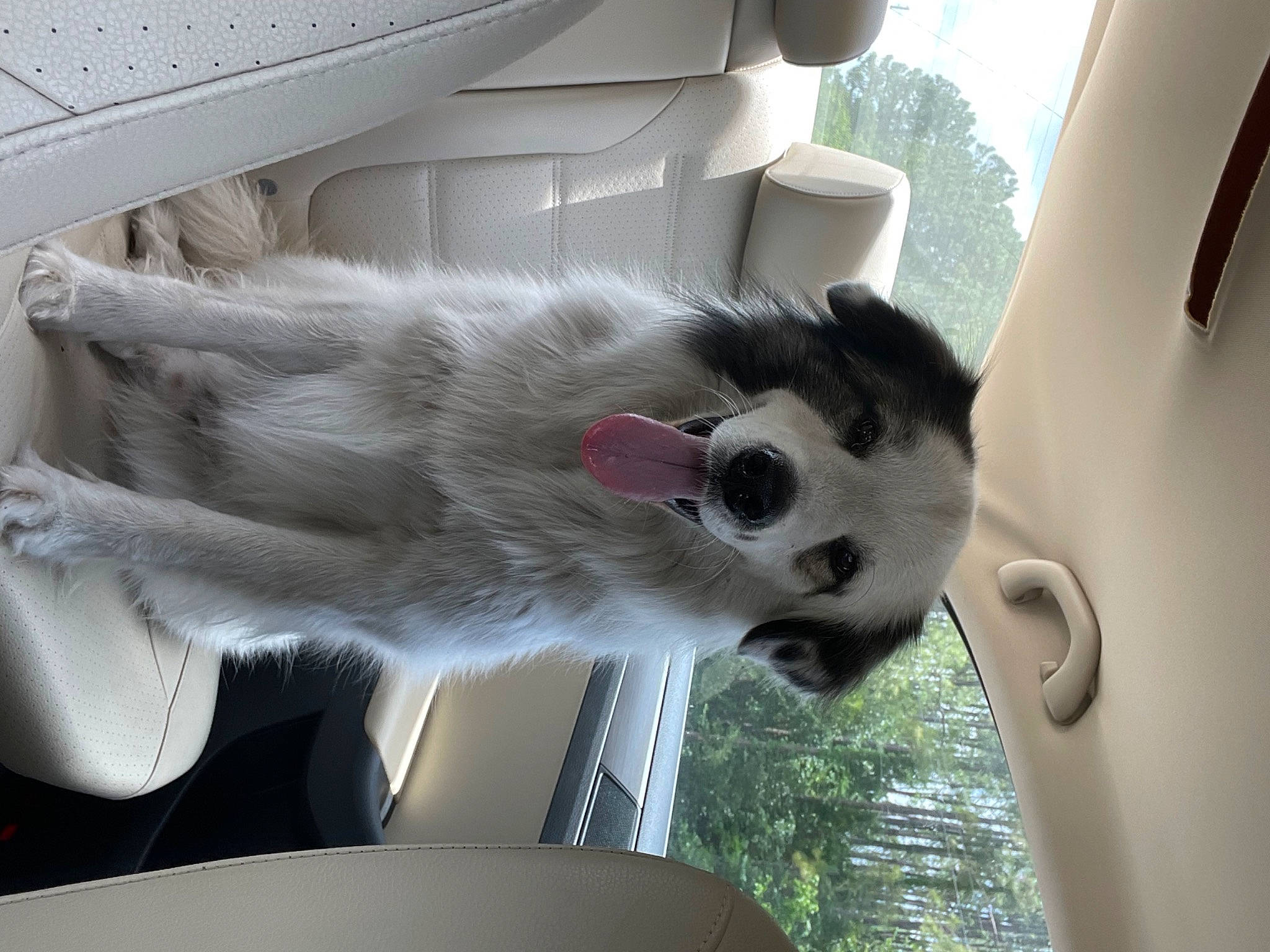 Rocky is registered to the contest to win money with this photo: canidae, car, carnivore, cat, collar, companion_dog, dog_breed, domestic_short_haired_cat, felidae, fur, small_to_medium_sized_cats, snout, tail, tree, vehicle, vehicle_door, whiskers, white, window, windshield