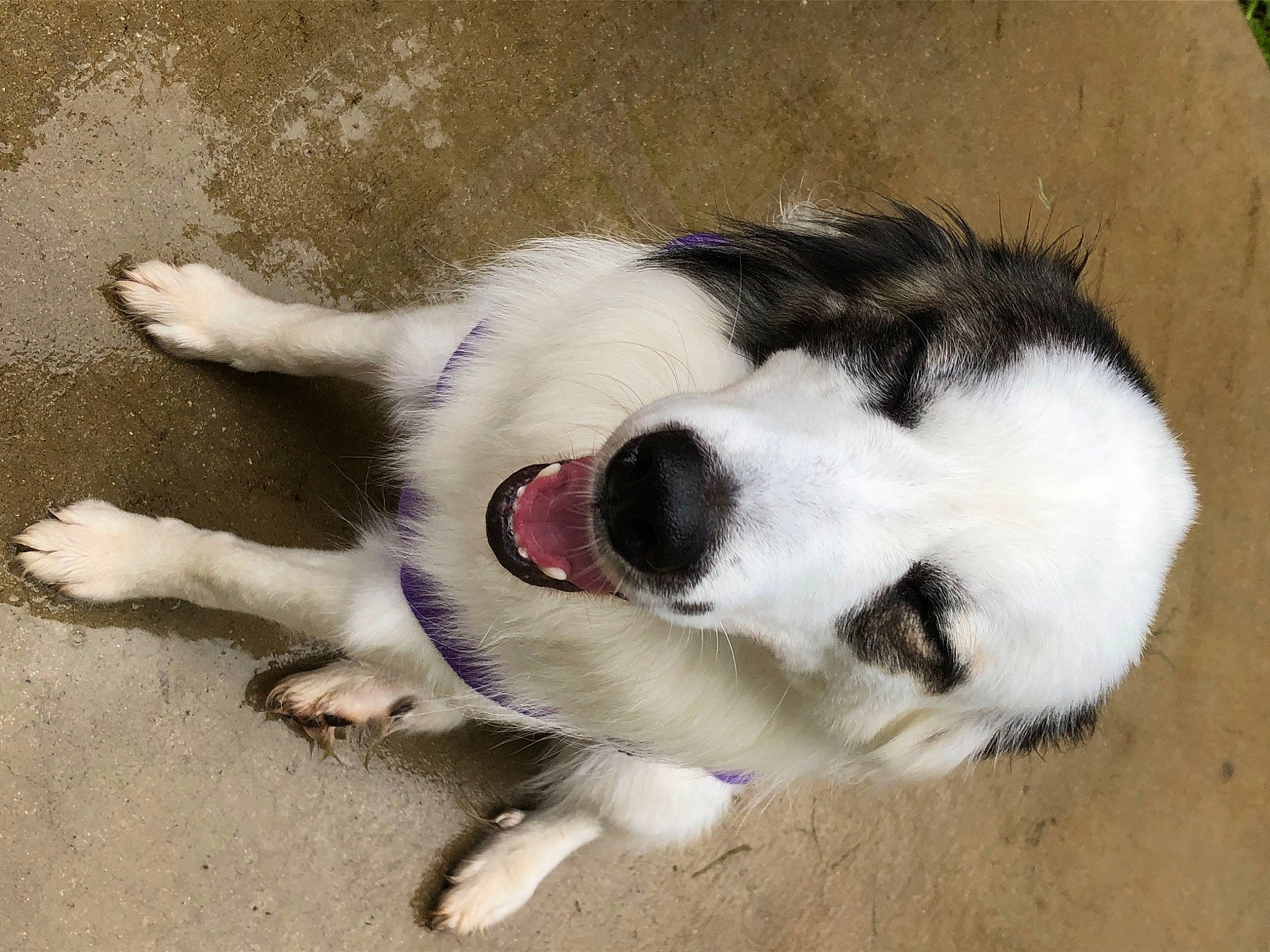 Rocky is registered to the contest to win money with this photo: carnivore, claw, collar, companion_dog, dog, dog_breed, felidae, foot, fur, paw, small_to_medium_sized_cats, snout, sporting_group, tail, terrestrial_animal, whiskers, working_dog