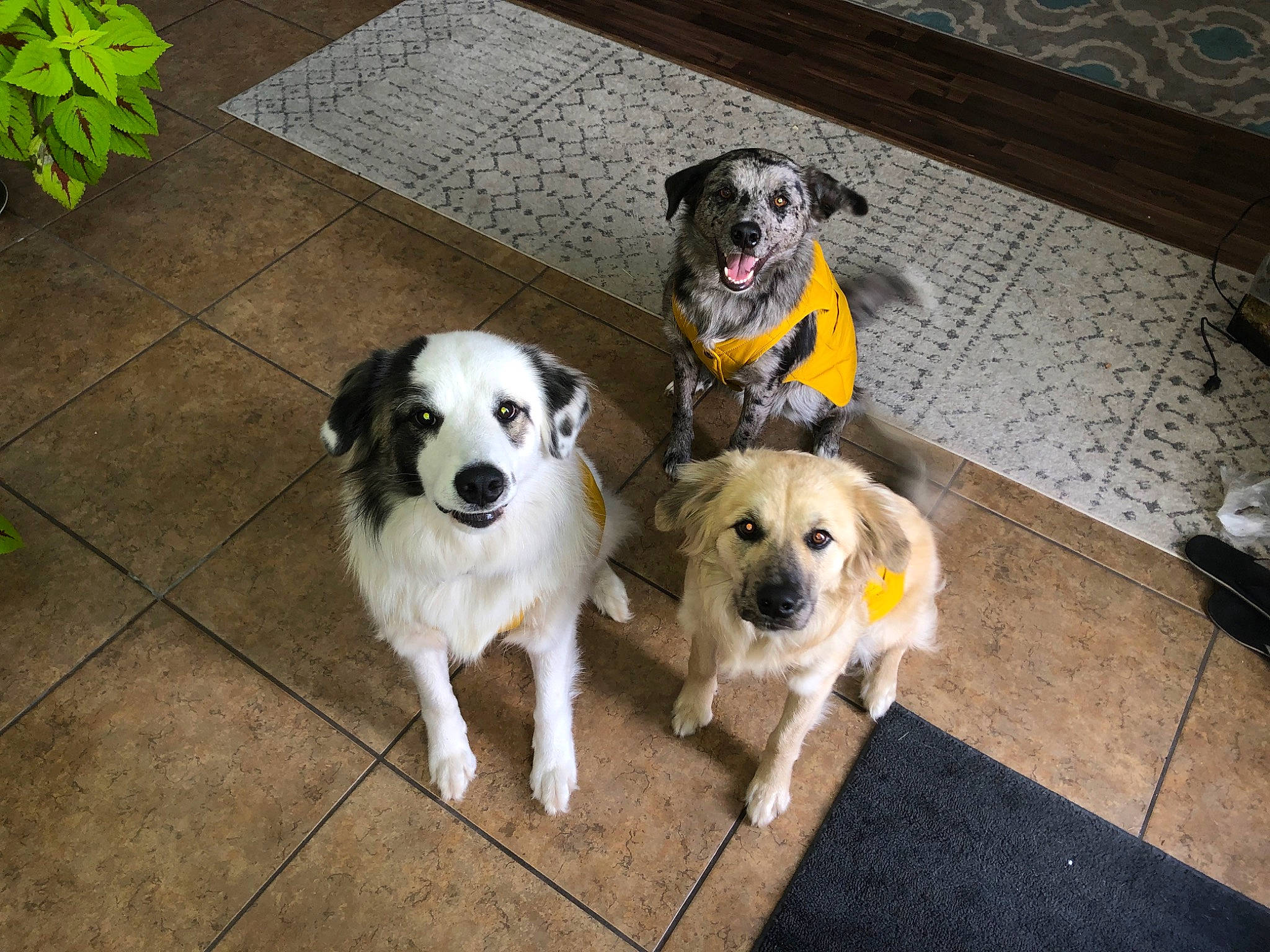 Rocky joined the competition — help win amazing prizes! canidae, carnivore, companion_dog, dog, dog_breed, dog_supply, fawn, floor, flooring, fur, leash, non_sporting_group, pet_supply, plant, puppy, snout, sporting_group, toy_dog, working_dog