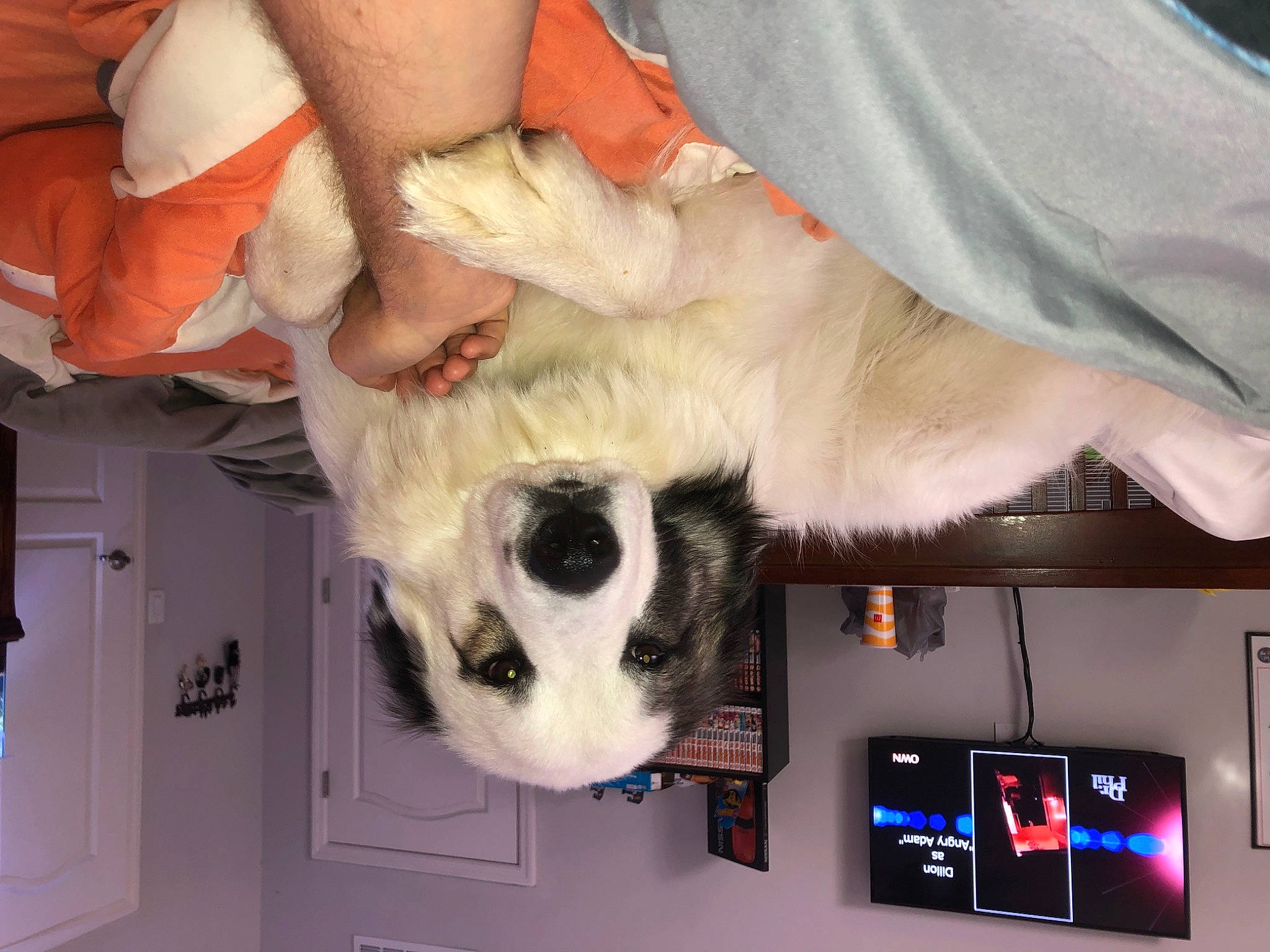 Rocky is registered to the contest to win money with this photo: art, ball, canidae, carnivore, companion_dog, dog_breed, door, fawn, felidae, fur, room, small_to_medium_sized_cats, snout, sporting_group, stuffed_toy, television, toy, tree, whiskers, white