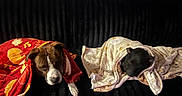Naila And Tate is registered to the contest to win money with this photo: dogs, dog, pets, canine, sleeping, resting, blankets, bundled_up, couch, indoors, cozy, nap, relaxed, brown_dog, black_dog, red_blanket, cream_blanket, home, furniture, portrait