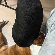 Naila And Tate is registered to the contest to win money with this photo: dog, dogs, black_dog, brown_dog, white markings, sleeping, resting, stacked_dogs, animal, pet, indoor, wooden_floor, metal_bowl, blanket, furniture, cozy, companionship, funny, overhead_view, home