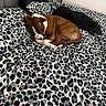 dog, dogs, sleeping, bed, bedroom, leopard_print, blanket, bedding, brown_dog, black_dog, white_markings, curled_up, lying_down, resting, indoor, pet, furry, cozy, relaxed, animal