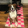 Naila And Tate is registered to the contest to win money with this photo: dog, brindle, white_chest, sitting, smiling, open_mouth, portrait, indoor, wood_floor, exercise_equipment, pet_crate, slipper, patterned_mat, pink, brown, white, front_facing, happy, home, pet