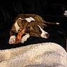Naila And Tate joined the competition — help win amazing prizes! dog, sleeping, brown_and_white, pet, chew_toy, toy, couch, blanket, indoor, home, relaxed, curled_up, short-haired, white_markings, paws, tail, resting, cozy, animal, photography