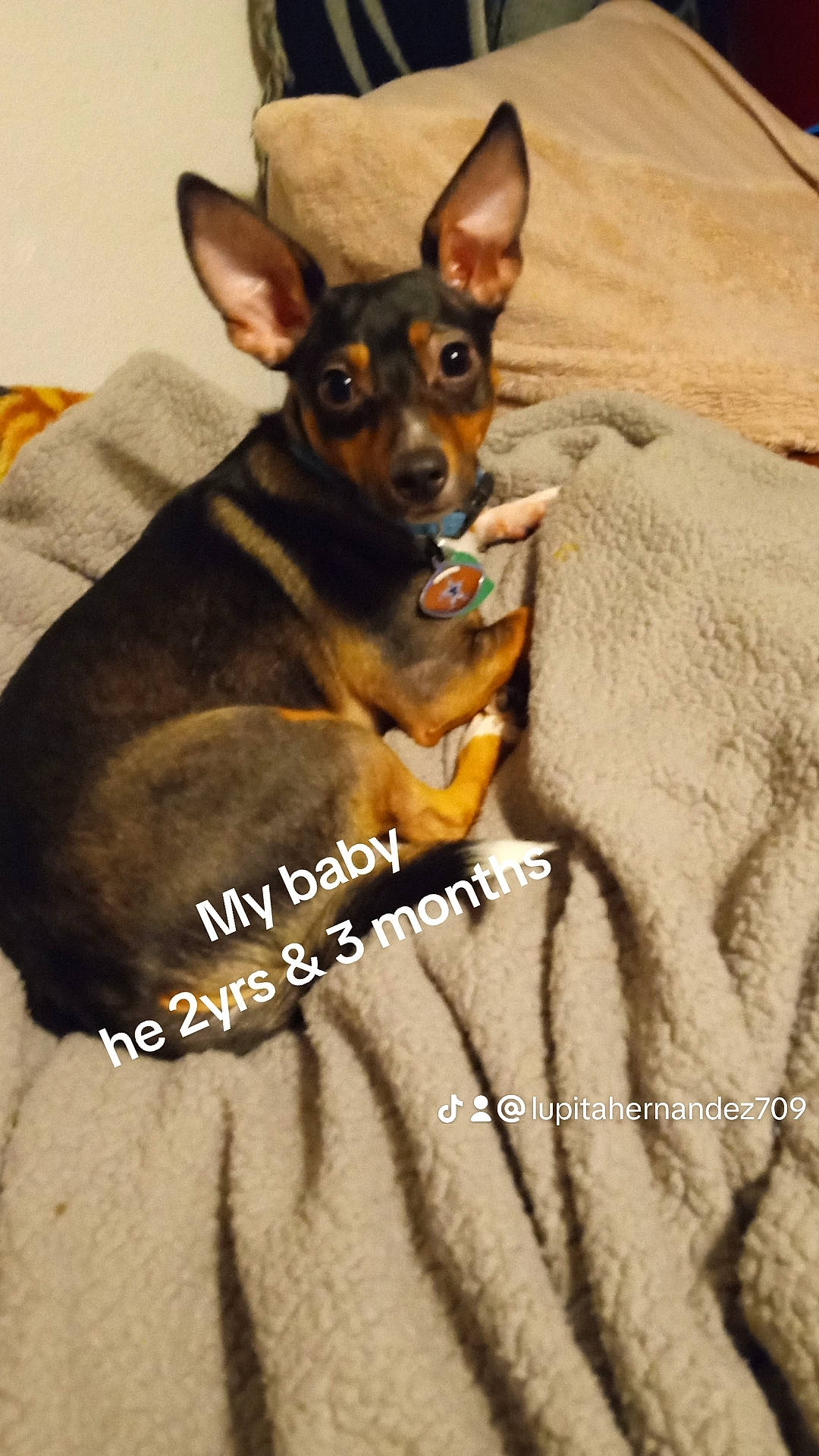 Boo is registered to the contest to win money with this photo: canidae, carnivore, companion_dog, dog, dog_breed, dog_supply, fawn, fur, paw, pinscher, prazsky_krysarik, russkiy_toy, snout, sporting_group, terrestrial_animal, toy_dog, whiskers, wood, working_animal, working_dog