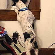 Charlie joined the competition — help win amazing prizes! dog, window, curtain, guitar_controller, cables, floor, indoor, collar, white_wall, wooden_window_frame, carpet, pet, standing, looking_out, black_spots, tail, ears, technology, furniture, home