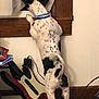dog, window, curtain, guitar_controller, cables, floor, indoor, collar, white_wall, wooden_window_frame, carpet, pet, standing, looking_out, black_spots, tail, ears, technology, furniture, home