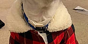 Charlie is registered to the contest to win money with this photo: dog, pet, plaid_jacket, clothing, indoor, carpet, white_fur, black_fur, brown_fur, small_dog, collar, sitting, attentive, eyes, ears, fur, household, bookshelf, papers, cozy