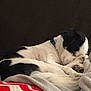 Charlie is registered to the contest to win money with this photo: dog, sleeping, black_and_white, collar, blanket, couch, resting, pet, fur, cozy, indoor, relaxed, animal, companion, cute, snuggled, paw, tail, home, comfort
