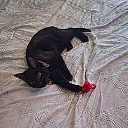 Qismah is registered to the contest to win money with this photo: bed, bedding, bell, black_cat, blanket, cat, collar, cute, feline, indoor, lounging, patterned_bedspread, paws, pet, play, portrait, red_toy, relaxed, toy_mouse, whiskers
