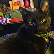 Qismah is registered to the contest to win money with this photo: cat, black_cat, pet, yellow_eyes, green_collar, whiskers, close_up, portrait, indoor, books, blanket, shelf, cozy, curious, feline, domestic_cat, accessory, cute, fur, home_interior