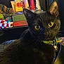 cat, black_cat, pet, yellow_eyes, green_collar, whiskers, close_up, portrait, indoor, books, blanket, shelf, cozy, curious, feline, domestic_cat, accessory, cute, fur, home_interior