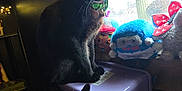 Qismah is registered to the contest to win money with this photo: cat, black_cat, window, window_sill, blind, plush_toy, stuffed_animal, mini_fridge, fairy_lights, collar, bell, indoor, sunlight, shadow, pet, whiskers, ears, tail, sitting, toy_collection