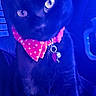 Qismah is registered to the contest to win money with this photo: accessory, bandana, black_cat, blue_lighting, cat, close_up, collar, curious, feline, fur, heart_pattern, indoor, macro, pendant, pet, portrait, sitting, tag, whiskers, yellow_eyes